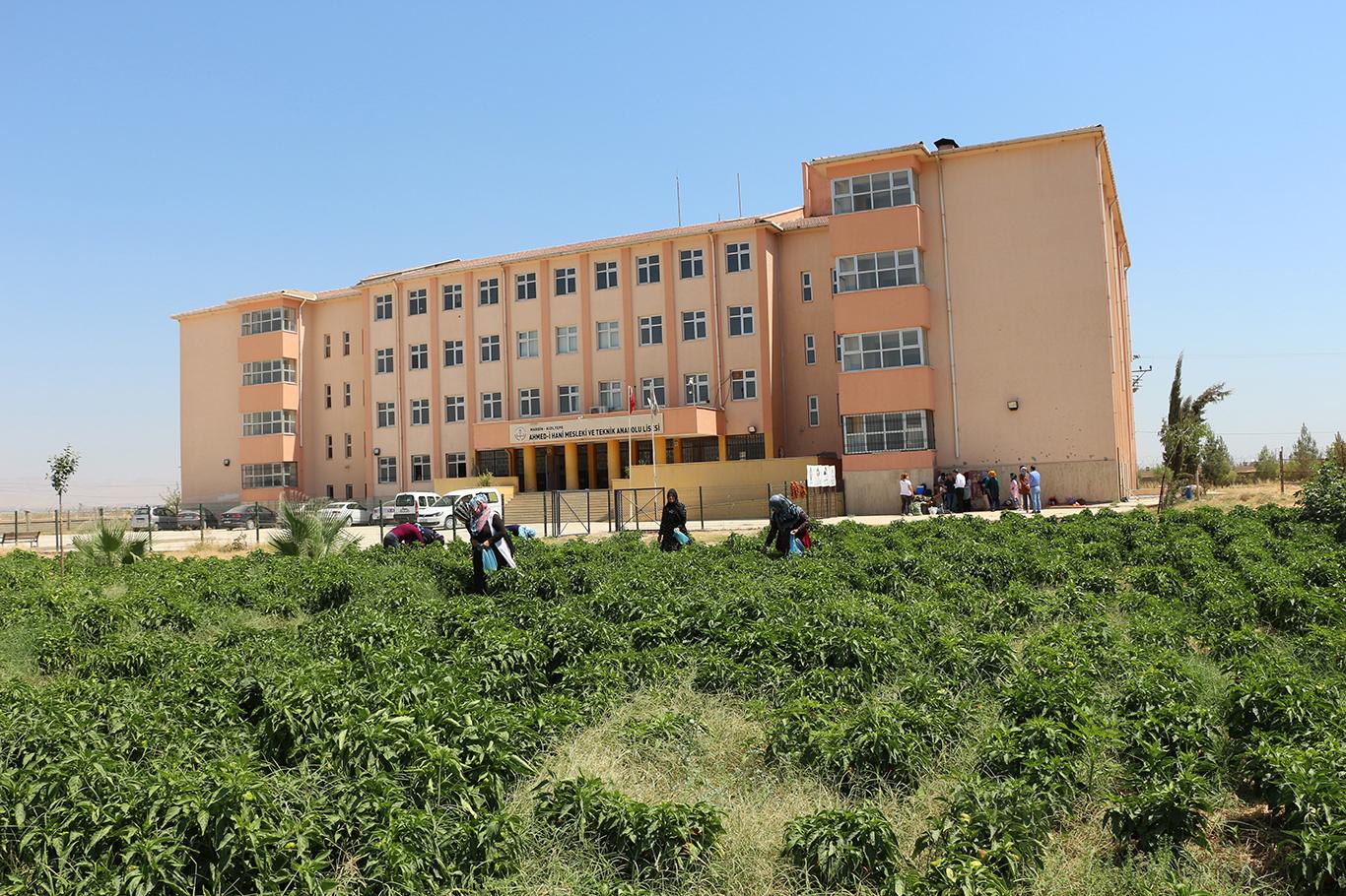 Biber tarlası geçim kaynağı oldu